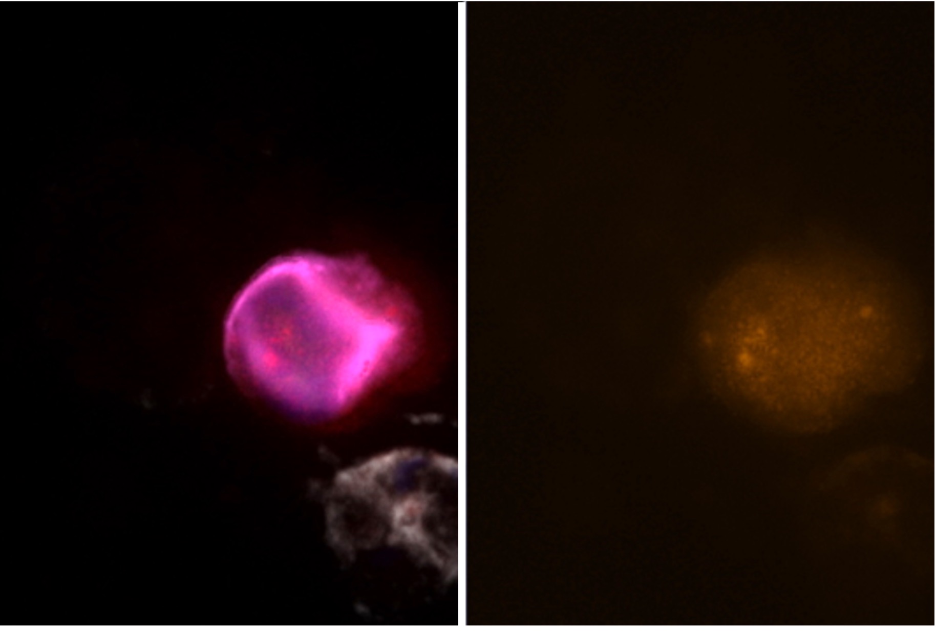 Onc-ADaPT™ laboratories - Sample staining